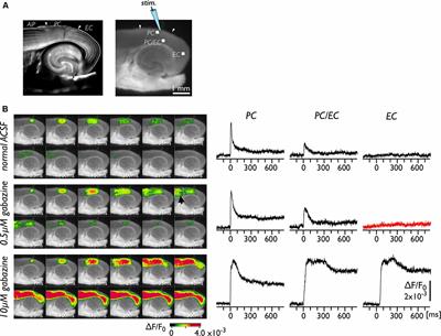 Network Plasticity Involved in the Spread of Neural Activity Within the Rhinal Cortices as Revealed by Voltage-Sensitive Dye Imaging in Mouse Brain Slices